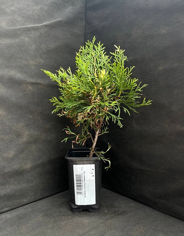 Туя западная Спотти Смарагд 1 шт Р9